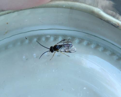 Nematinae